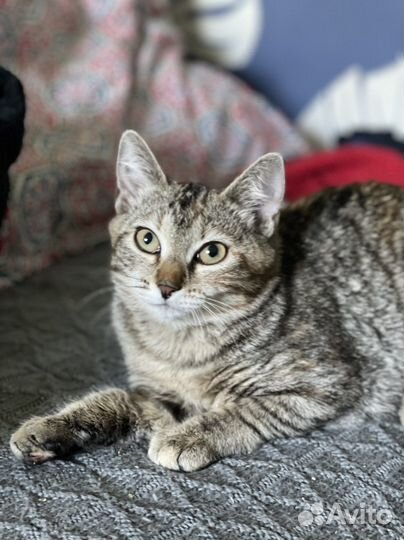 Котенок Кисточка в добрые руки