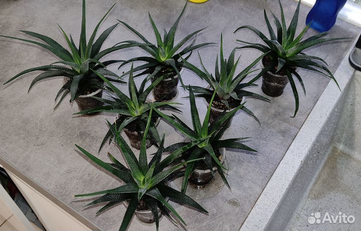 Суккуленты1