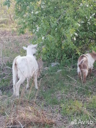 Коза с козлятами