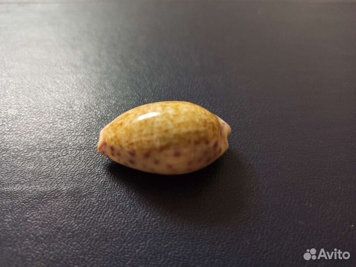 Морская раковина