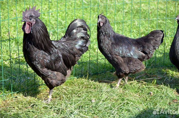 Инкубационное яйцо,цыплята,молодняк