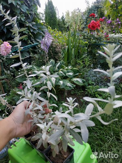 Цветы, серебристые растения: полынь, ясколка