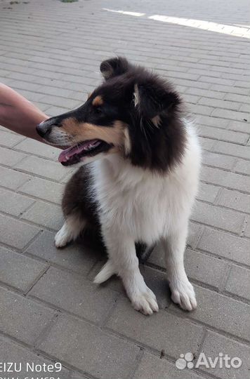 Щенки колли