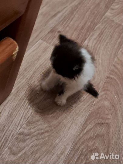 Котёнок, мальчик