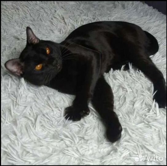 Бомбейский кот