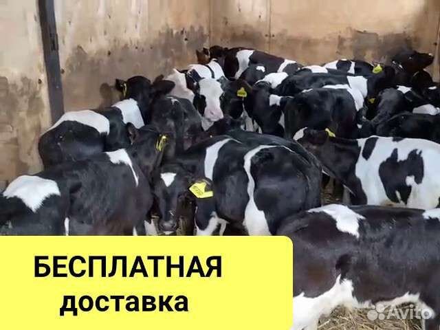 Бычки и телята