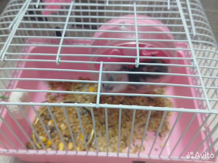 Джунгарский хомяк с клеткой
