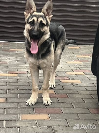 Собаки бесплатно в добрые руки