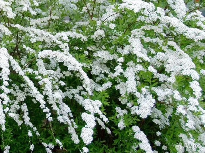 Жасмин (чубушник),сирень белая, фиолетовая, сперея