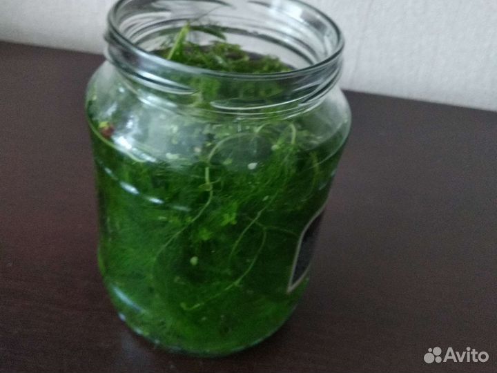 Аквариумное растение