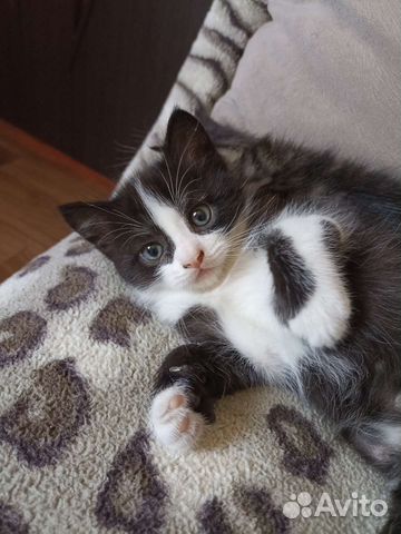 Отдам котика в добрые руки