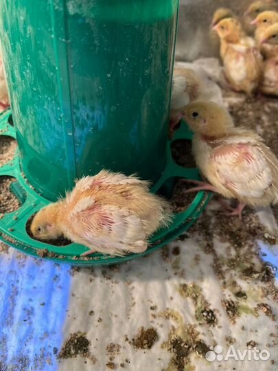 Перепела птенец