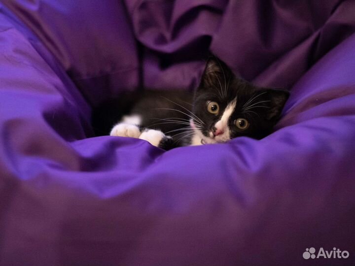 Кошечке нужен дом