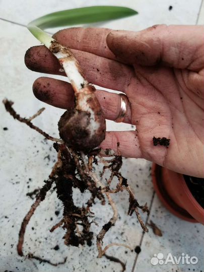 Гиппеаструм в горшке