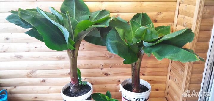 Банан Киевский карлик