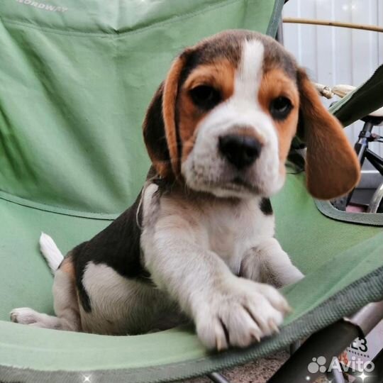 Щенки бигль