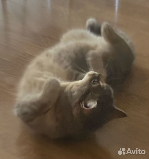 Кошка вязка
