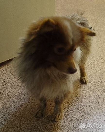 Собачка ищет семью