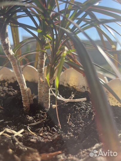 Пальма драцена