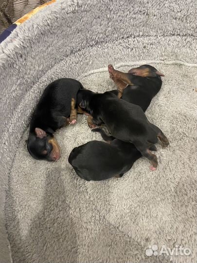 Йоркширский терьер щенки