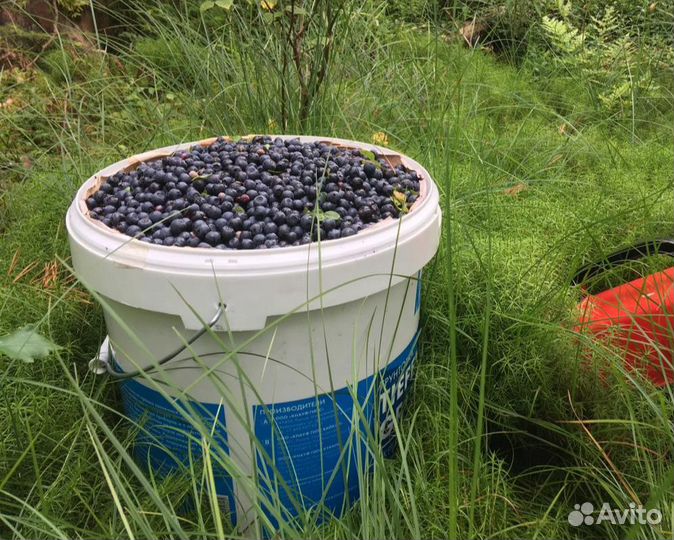 Черника свежая предзаказ