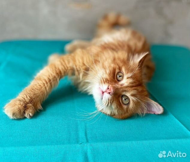 Кот Рыжик в добрые руки