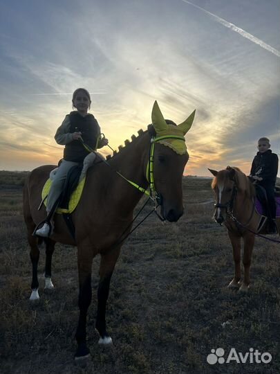 Конные прогулки обучение верховая езда