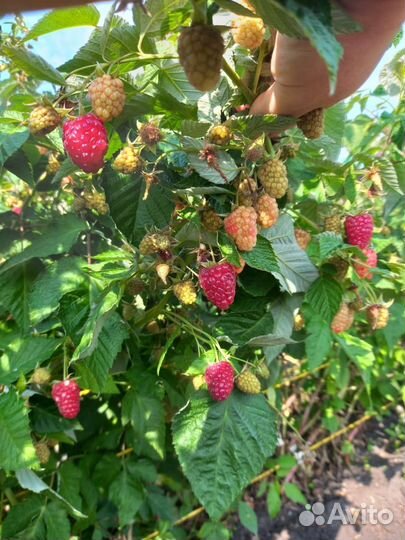 Ремонтантная малина