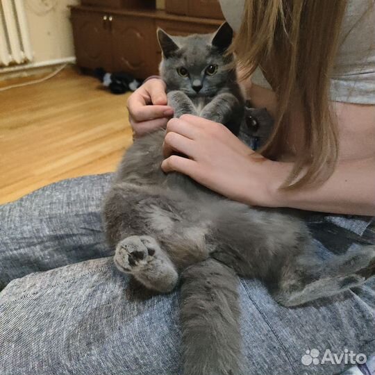 Кошечка в добрые руки