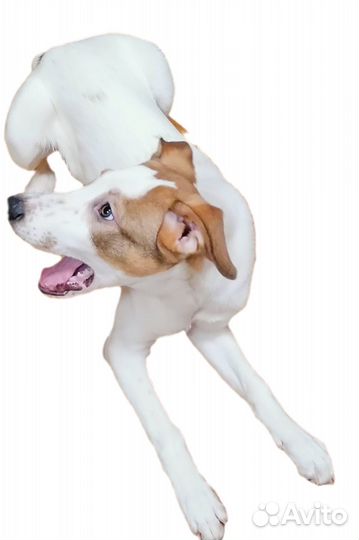 Щенок Бублик (метис охотничьей) в поисках дома