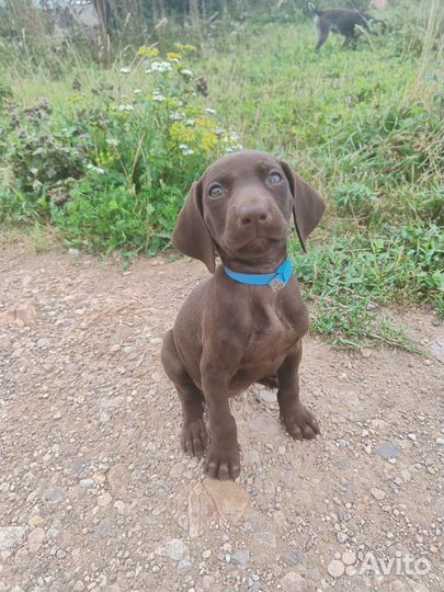 Щенки курцхаара