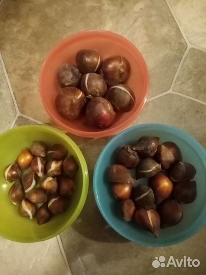 Луковицы тюльпанов