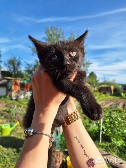 Котик