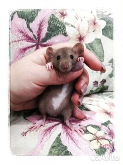 Крысята шоколадные дамбо