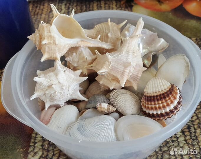 Ракушки для аквариума