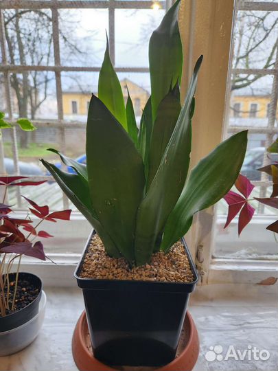 Сансивиерия муншайн, сортовая редкая