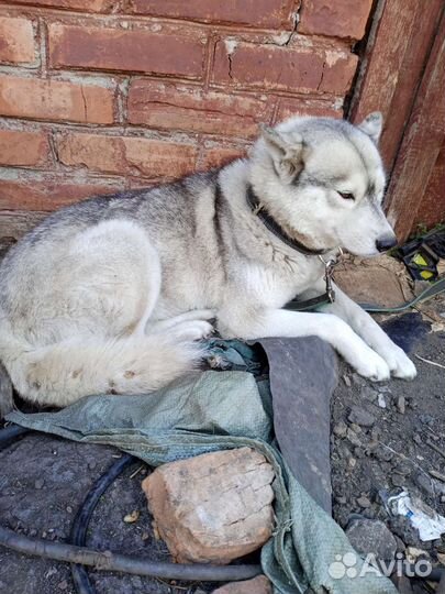 Сибирский хаски