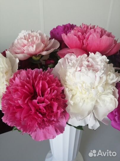 Пионы на посадку