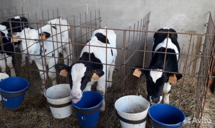 Телята бычки