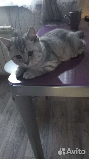 Британские котик