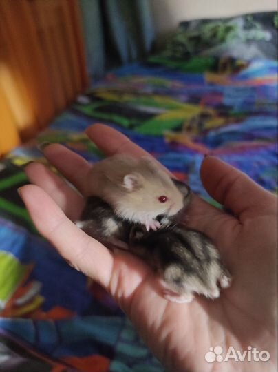 Джунгарский хомяк