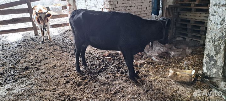 Быки тёлки коровы