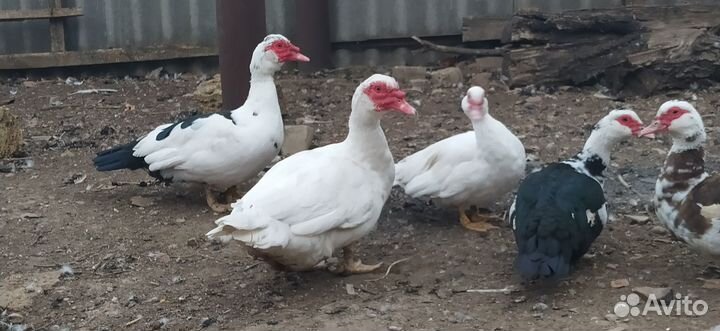 Селезень индоутки