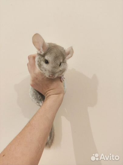 Шиншилла девочка гетеробежевая
