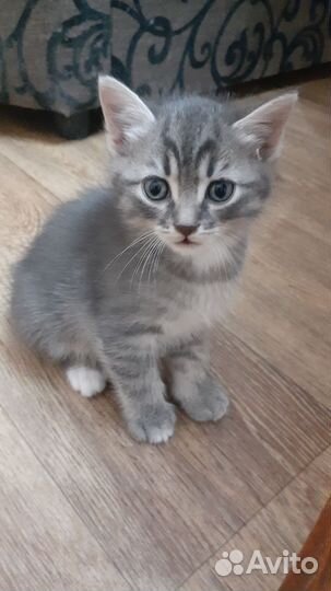 Котята бесплатно