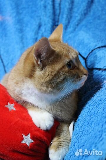 Коты в добрые руки