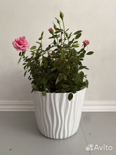 Роза комнатная кардана