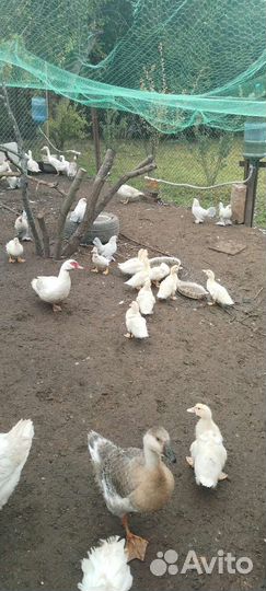 Куры,гуси,утки