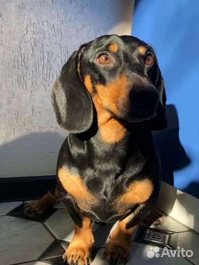 Такса- вязка