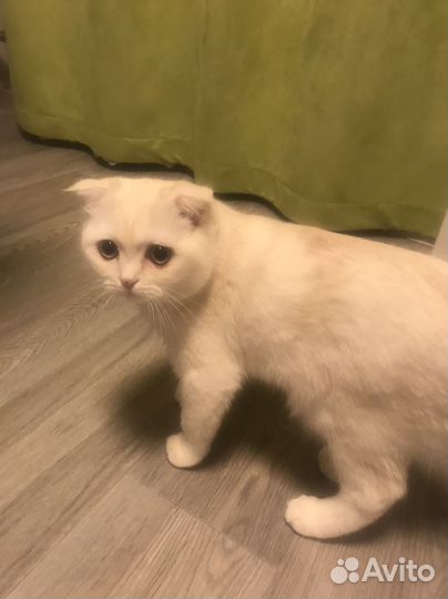 Шотланский вислоухий